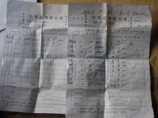 指定鴿原始單