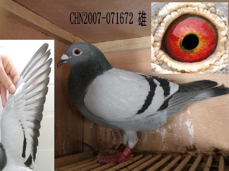 һ׿ӭh(hun)̖(ho)c(din)S