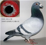 (hy218348)