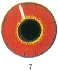 Ȧ